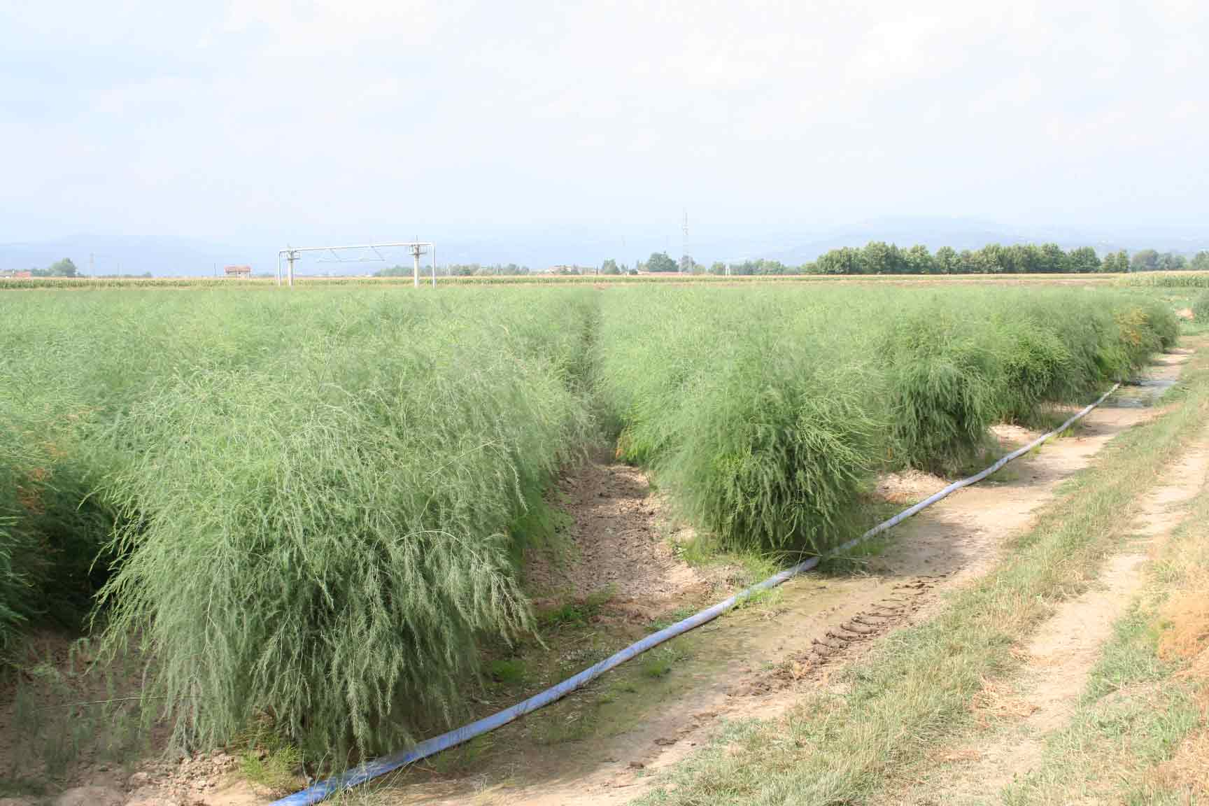 Coltivazione asparagi
