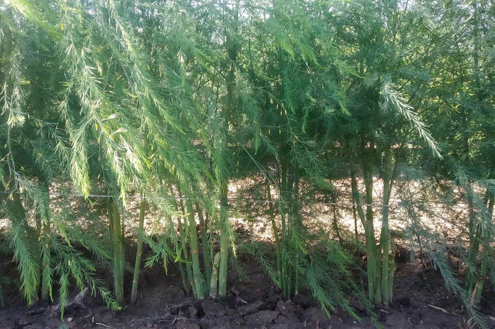 Piante d'asparago
